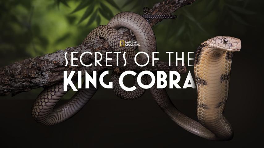 مشاهدة فيلم Secrets of the King Cobra 2010 مترجم