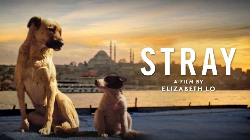 مشاهدة فيلم Stray 2020 مترجم