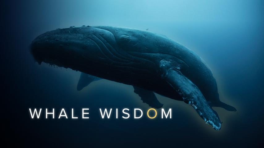 مشاهدة فيلم Whale Wisdom 2018 مترجم