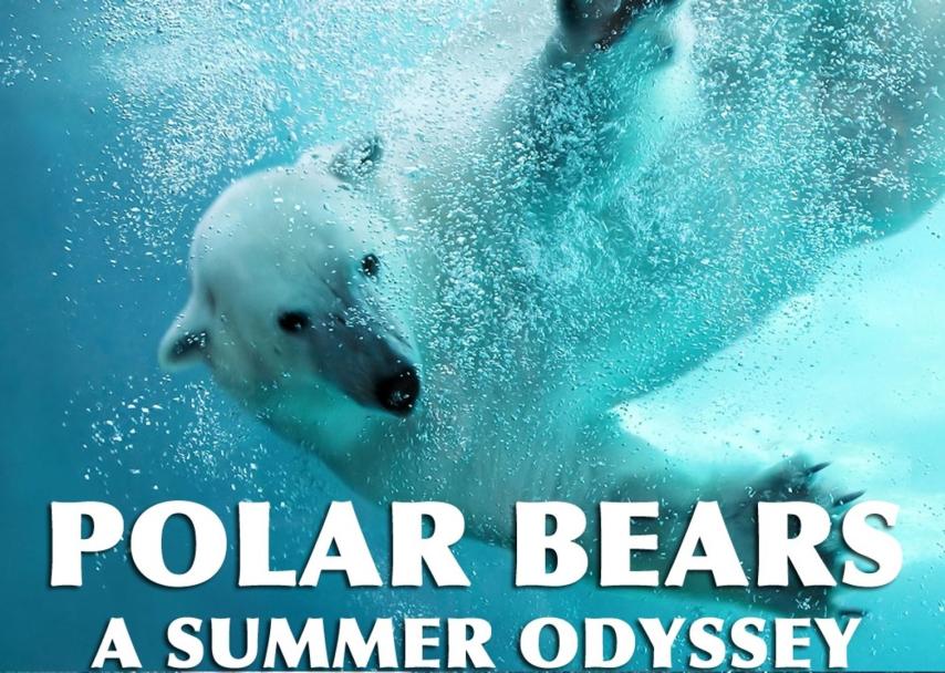 مشاهدة فيلم Polar Bears: A Summer Odyssey 2012 مترجم