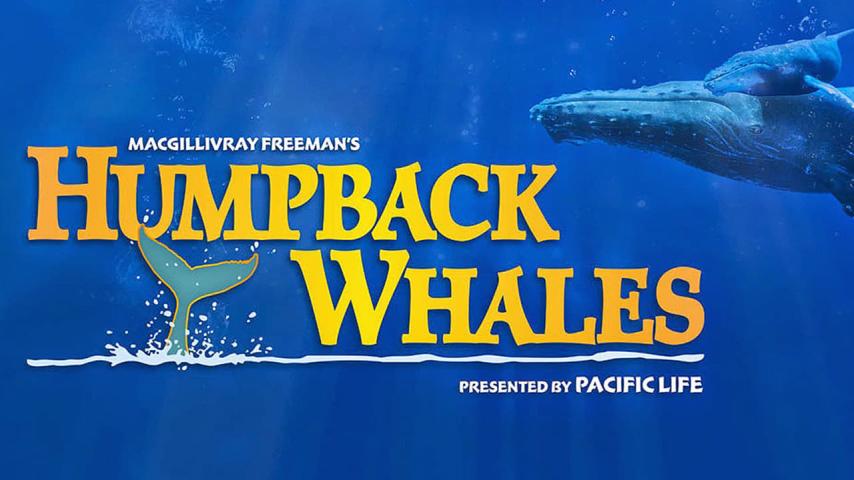 مشاهدة فيلم Humpback Whales 2015 مترجم