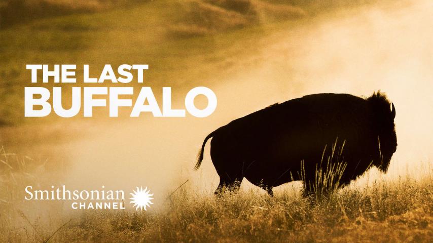 مشاهدة فيلم The Last Buffalo 2017 مترجم