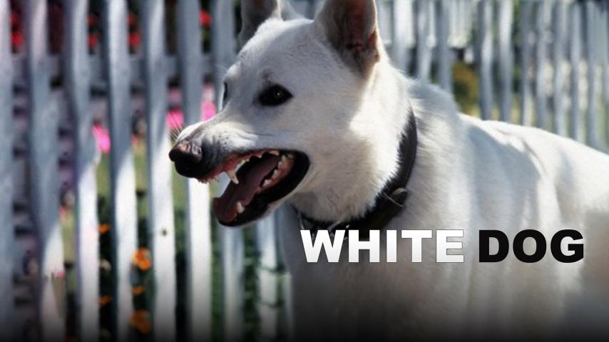 مشاهدة فيلم White Dog 1982 مترجم