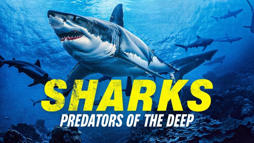 مشاهدة فيلم Sharks: Predators of the Deep 2024 مترجم