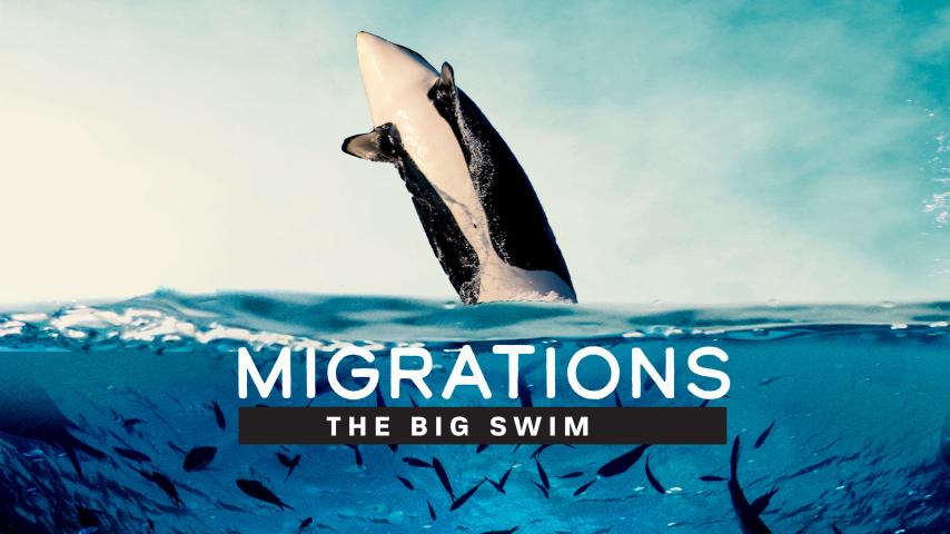 مشاهدة فيلم Migrations: The Big Swim 2020 مترجم