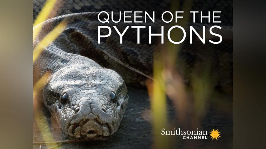 مشاهدة فيلم Queen of the Pythons 2019 مترجم