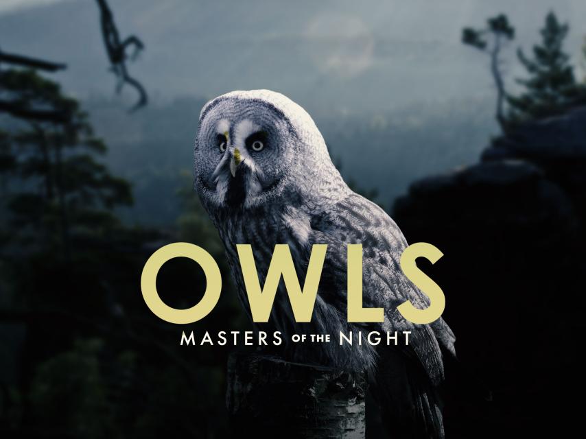 مشاهدة فيلم Owls: Masters of the Night 2020 مترجم