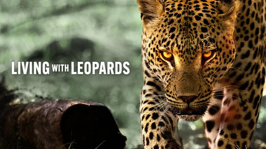 مشاهدة فيلم Living with Leopards 2024 مترجم