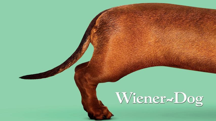 مشاهدة فيلم Wiener-Dog 2016 مترجم