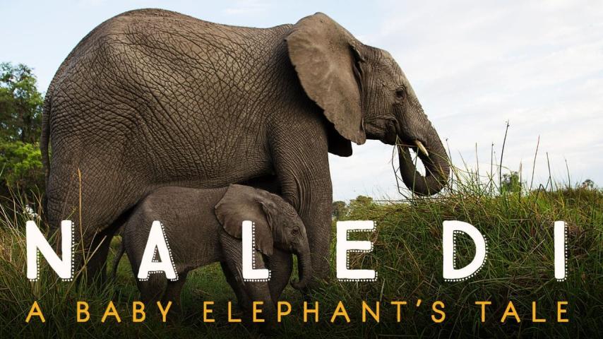 مشاهدة فيلم Naledi: A Baby Elephant's Tale 2016 مترجم