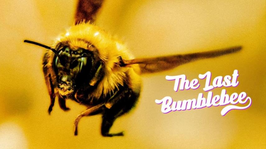 مشاهدة فيلم The Last Bumblebee 2024 مترجم