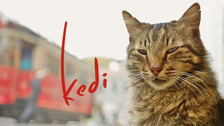 مشاهدة فيلم Kedi 2016 مترجم