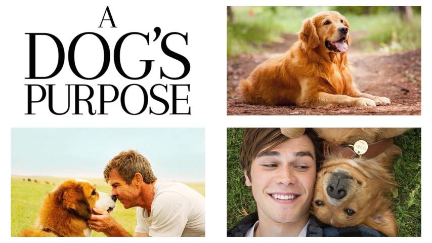 مشاهدة فيلم A Dog's Purpose 2017 مترجم