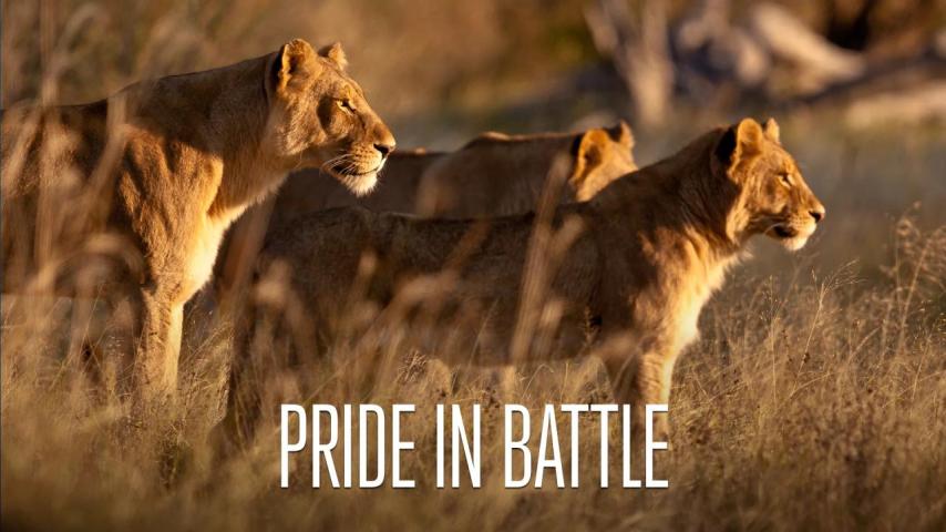 مشاهدة فيلم Pride in Battle 2010 مترجم