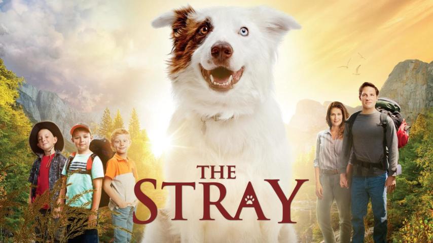 مشاهدة فيلم The Stray 2017 مترجم