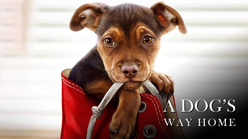 مشاهدة فيلم A Dog's Way Home 2019 مترجم