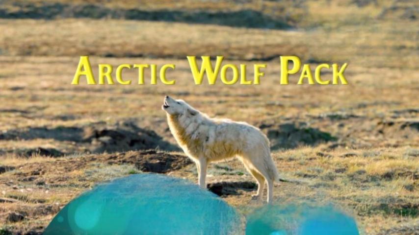 مشاهدة فيلم PBS Nature Arctic Wolf Pack 2018 مترجم