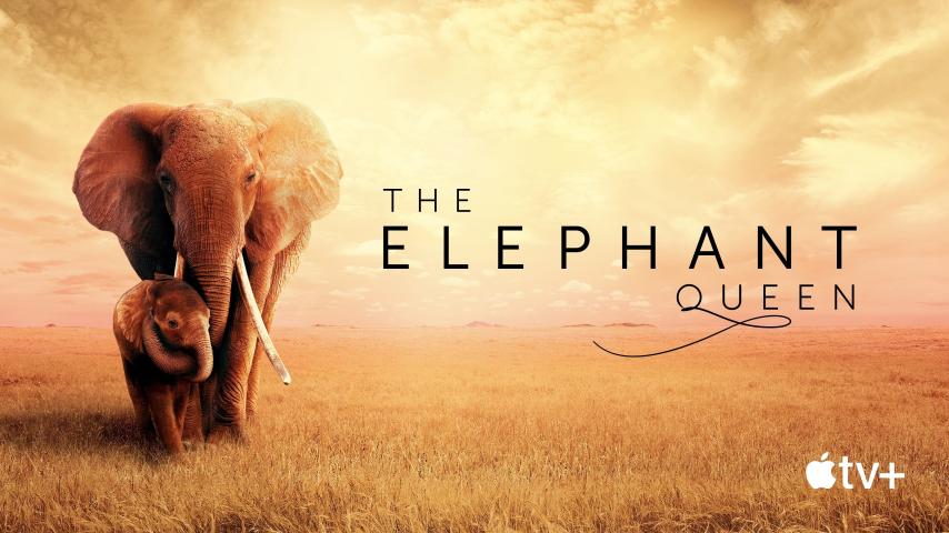 مشاهدة فيلم The Elephant Queen 2018 مترجم